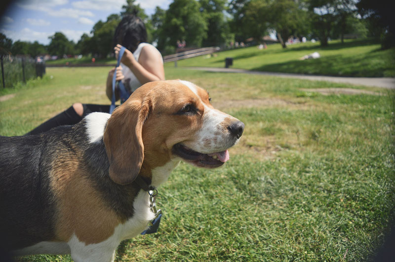 5 of the Best Dog Parks in Boston